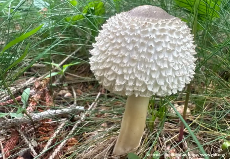 Зонтик девичий (Leucoagaricus nympharum)