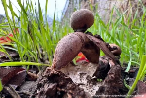 Звездовик сводчатый (Geastrum fornicatum)