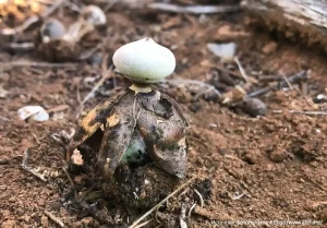 Звездовик сводчатый (Geastrum fornicatum)