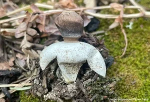 Звездовик сводчатый (Geastrum fornicatum)