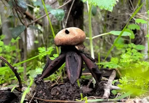 Звездовик сводчатый (Geastrum fornicatum)