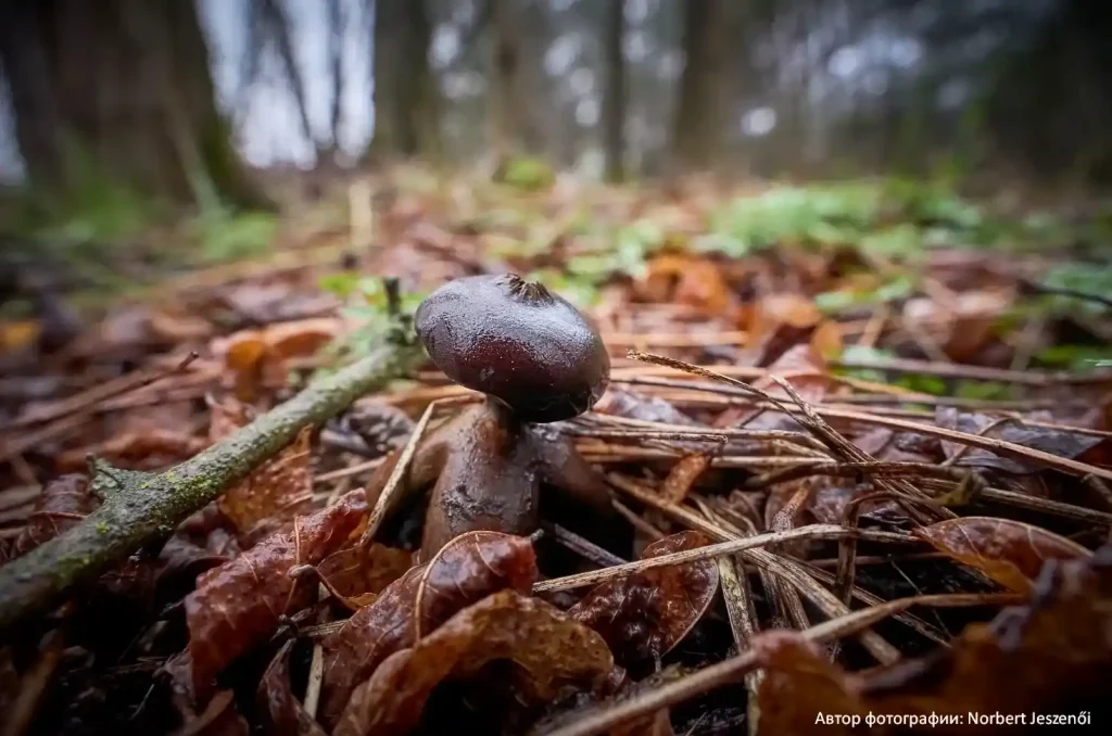 Звездовик сводчатый (Geastrum fornicatum) 