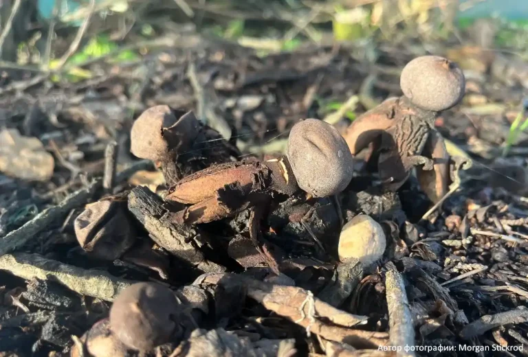 Звездовик сводчатый (Geastrum fornicatum)