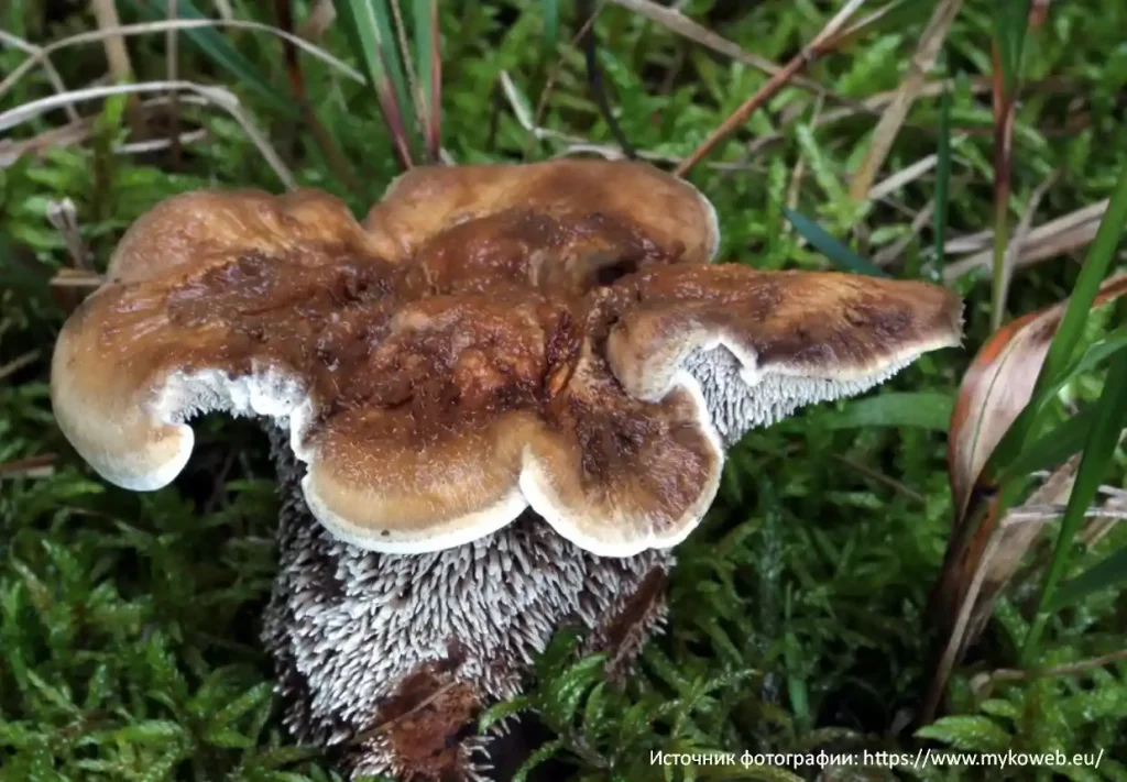 Ежовик финский (Sarcodon fennicus)