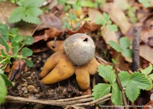 Звездчатка гигрометрическая (Astraeus hygrometricus)