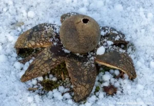 Звездчатка гигрометрическая (Astraeus hygrometricus)