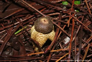 Звездчатка гигрометрическая (Astraeus hygrometricus)