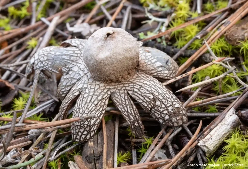 Звездчатка гигрометрическая (Astraeus hygrometricus)