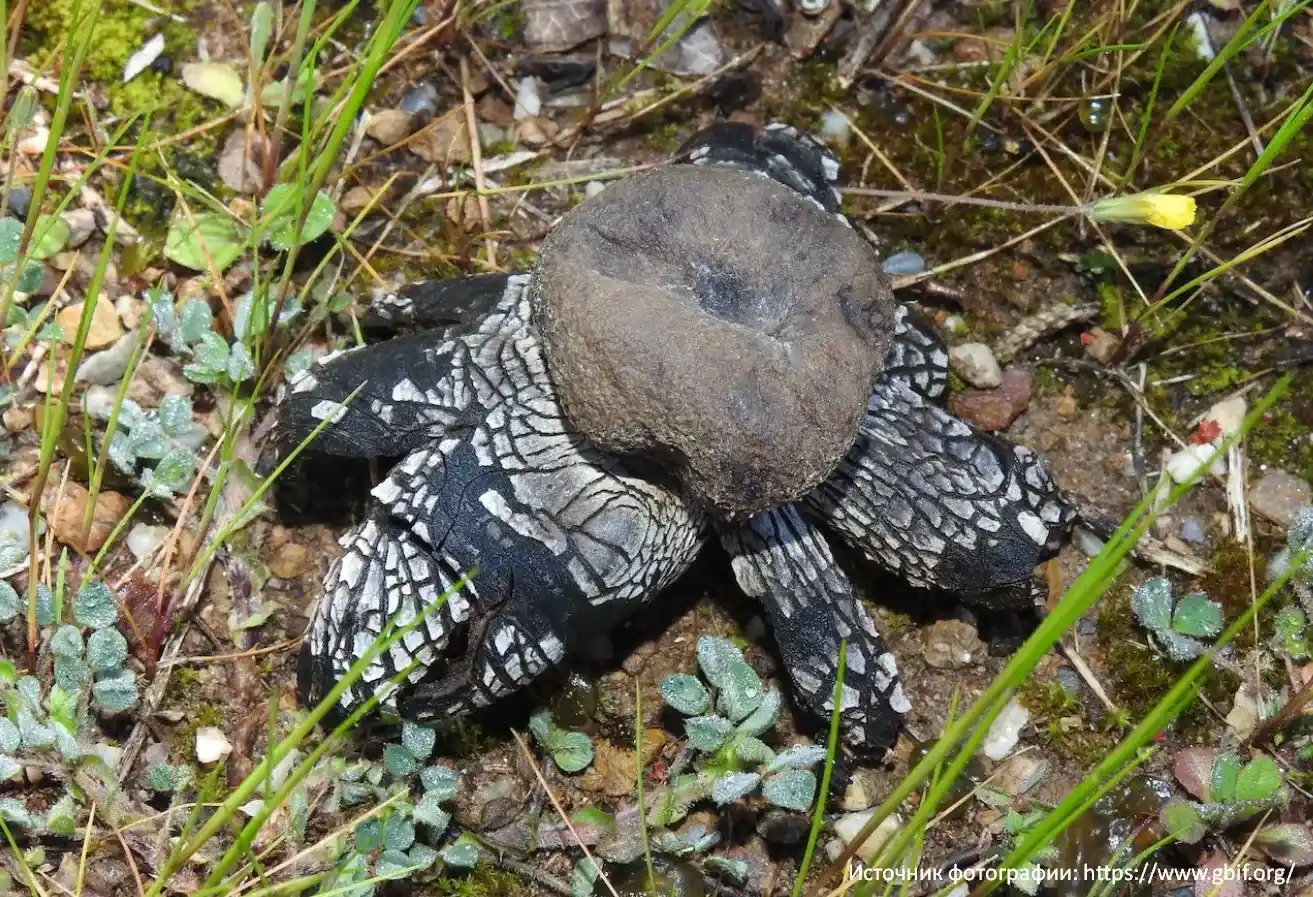 Звездчатка гигрометрическая (Astraeus hygrometricus)