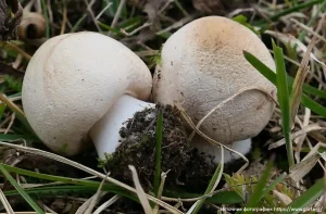 Гриб-зонтик белый (Macrolepiota excoriata)