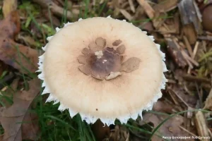 Гриб-зонтик белый (Macrolepiota excoriata)