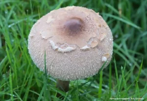 Гриб-зонтик белый (Macrolepiota excoriata)