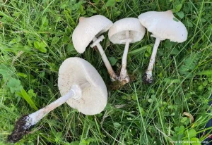 Гриб-зонтик белый (Macrolepiota excoriata)