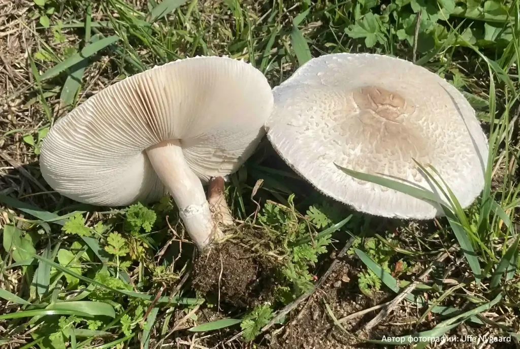 Гриб-зонтик белый (Macrolepiota excoriata)