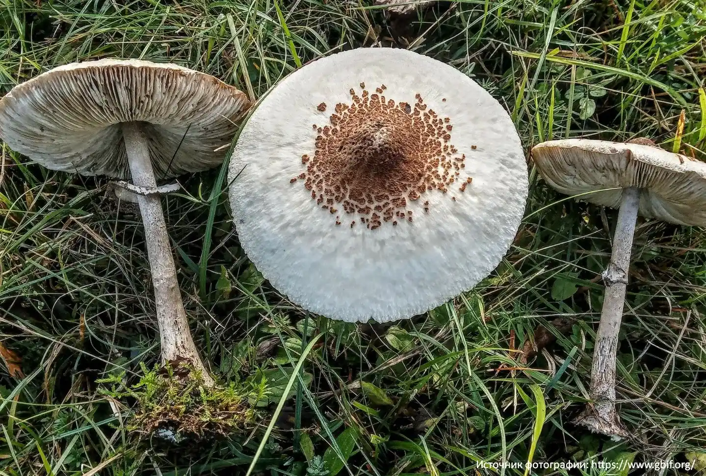 Гриб-зонтик белый (Macrolepiota excoriata)