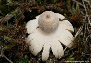 Звездовик маленький (Geastrum minimum)