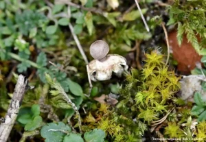 Звездовик маленький (Geastrum minimum)