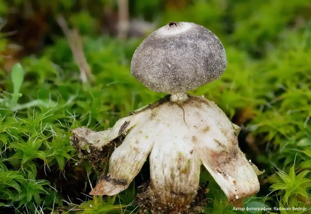 Звездовик маленький (Geastrum minimum)