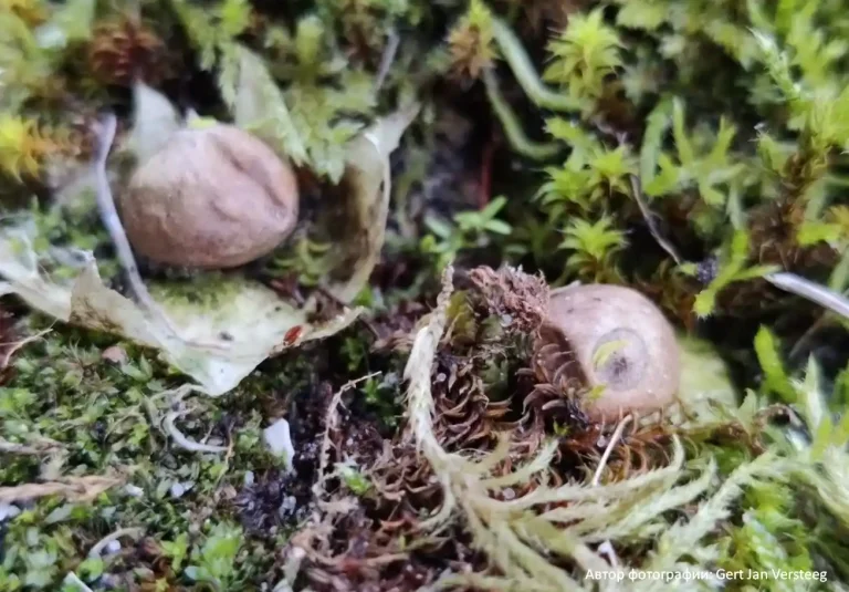 Звездовик маленький (Geastrum minimum)