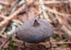 Звездовик полосатый (Geastrum striatum)