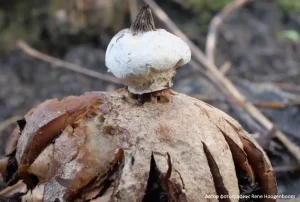 Звездовик полосатый (Geastrum striatum)