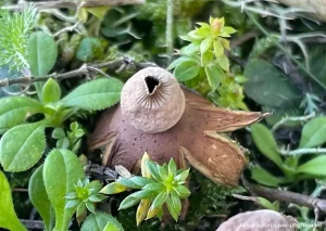 Звездовик полосатый (Geastrum striatum)