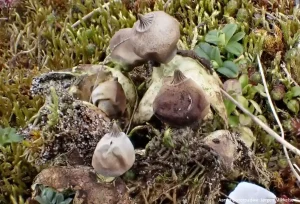 Звездовик полосатый (Geastrum striatum)