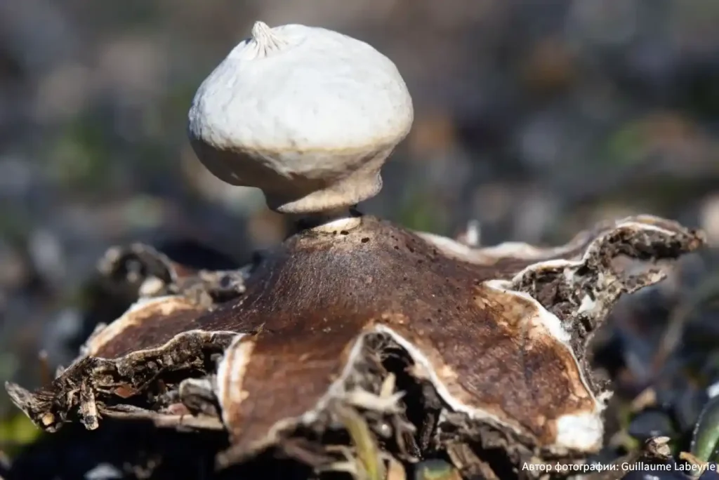 Звездовик полосатый (Geastrum striatum)