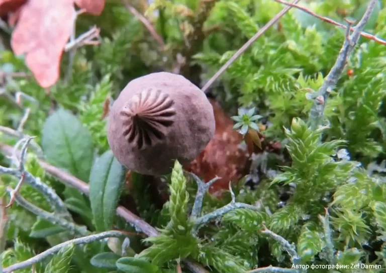 Звездовик полосатый (Geastrum striatum)