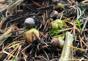 Звездовик четырехлопастный (Geastrum quadrifidum)