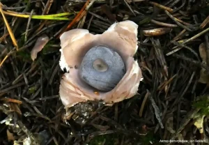 Звездовик четырехлопастный (Geastrum quadrifidum)