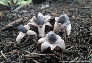 Звездовик четырехлопастный (Geastrum quadrifidum)