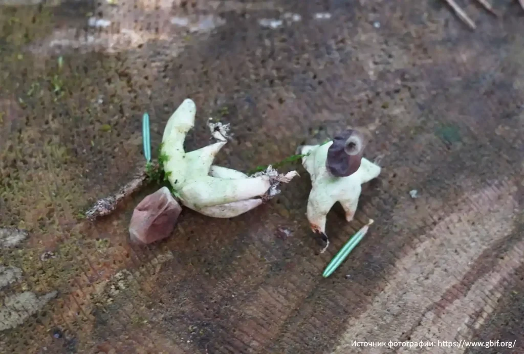 Звездовик четырехлопастный (Geastrum quadrifidum)