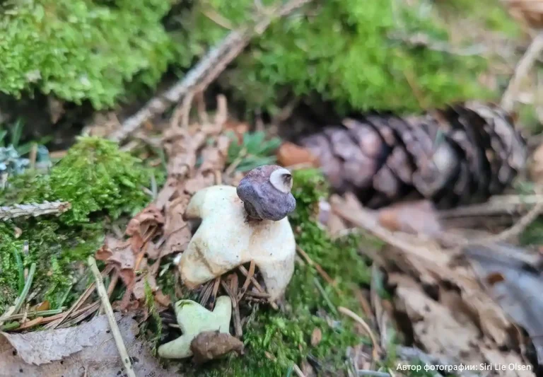 Звездовик четырехлопастный (Geastrum quadrifidum)