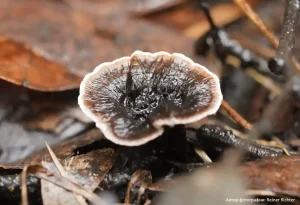 Ежовик черный (Phellodon niger)