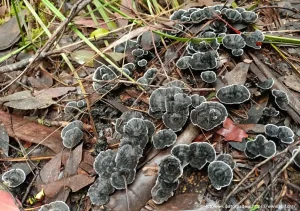 Ежовик черный (Phellodon niger)