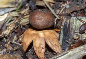 Звездовик увенчанный (Geastrum coronatum)