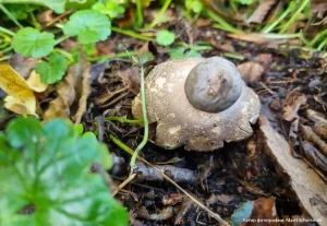 Звездовик увенчанный (Geastrum coronatum)