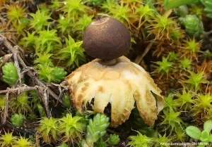 Звездовик Шмиделя (Geastrum schmidelii)