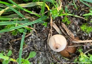 Звездовик Шмиделя (Geastrum schmidelii)