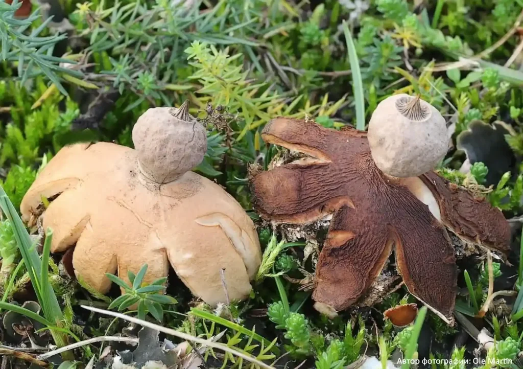 Звездовик Шмиделя (Geastrum schmidelii)