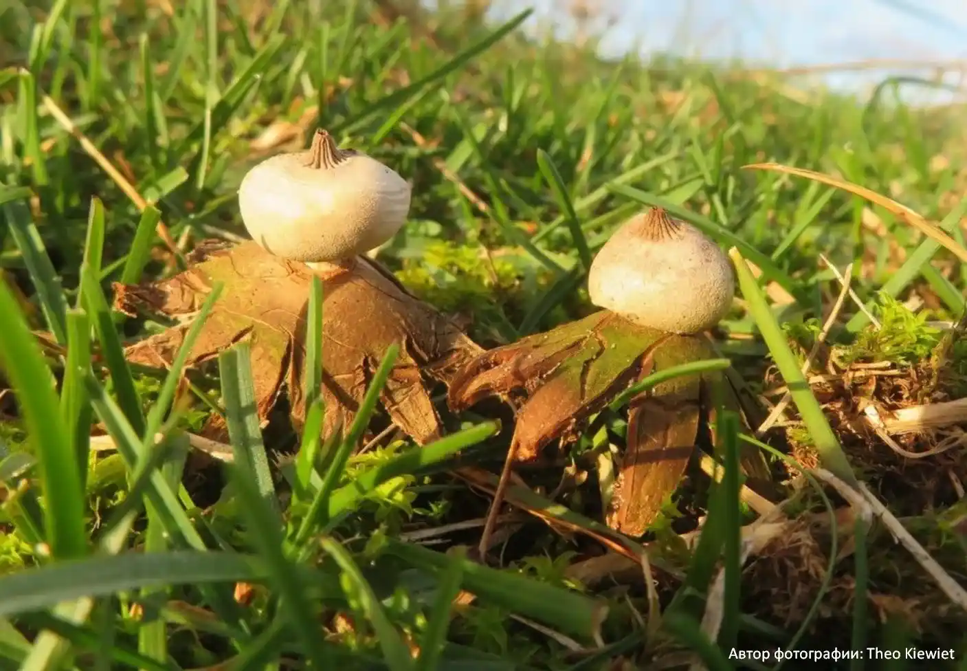 Звездовик Шмиделя (Geastrum schmidelii)