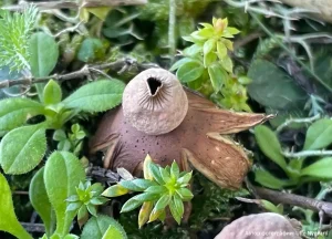 Звездовик Шмиделя (Geastrum schmidelii)